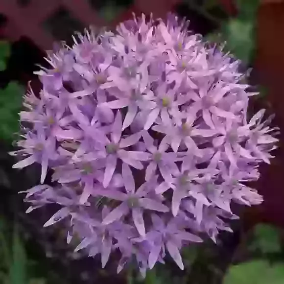 Alliums